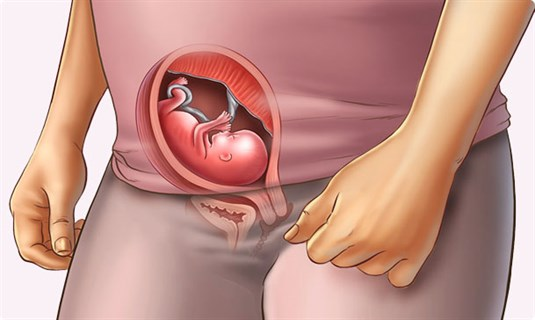 Understanding your pregnancy Week 15