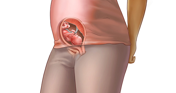 Understanding your pregnancy Week 19
