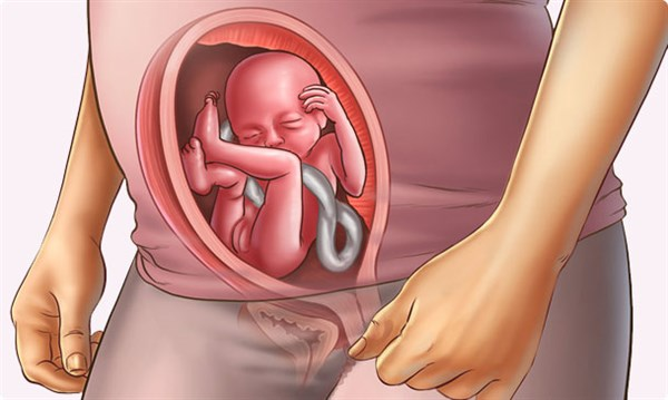 Understanding your pregnancy Week 20