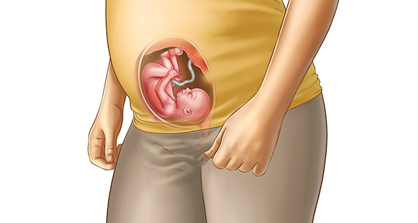 Understanding your pregnancy Week 23