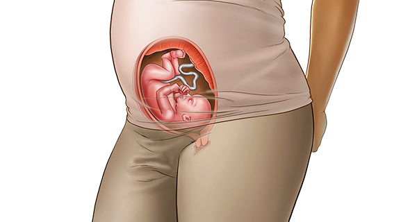 Understanding your pregnancy Week 24