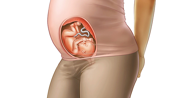 Understanding your pregnancy Week 25