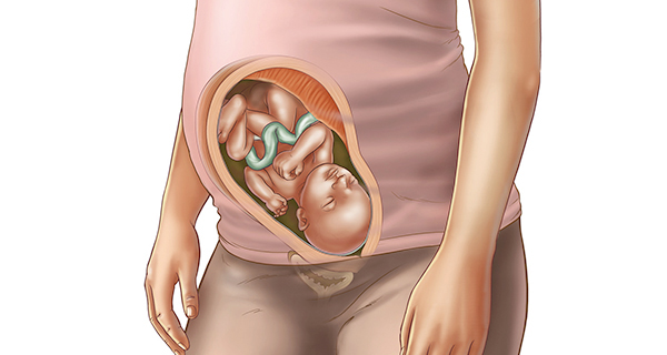 Understanding your pregnancy Week 28