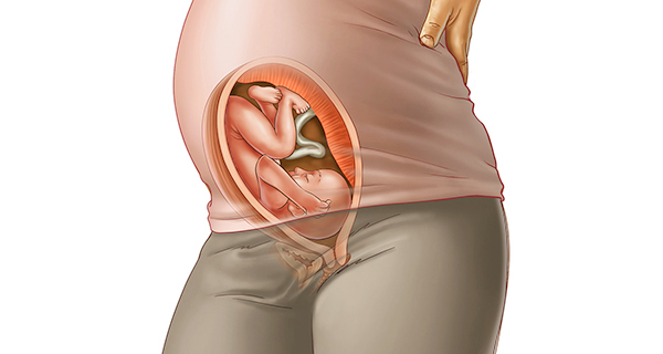 Understanding your pregnancy Week 29