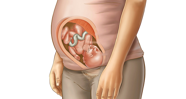 Understanding your pregnancy Week 32