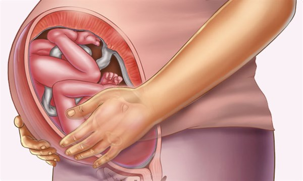 Understanding your pregnancy Week 36